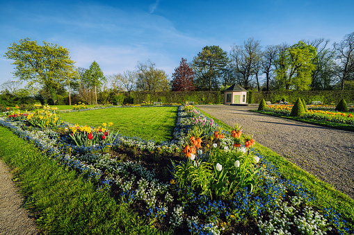 Weimar, Germany - May 3, 2023:  Vibrant spring flowers and manicured hedges in a serene public garden park located in Weimar, Germany, under a clear blue sky.
