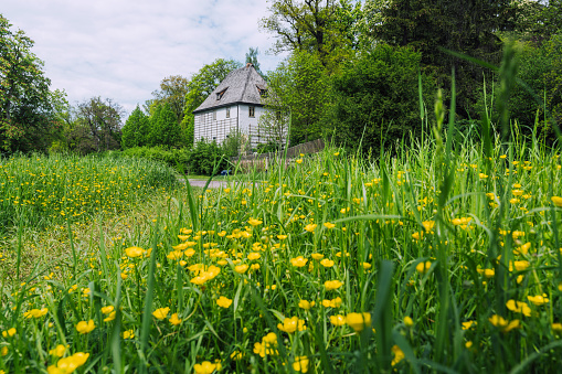 Weimar, Germany - May 12, 2023: Lush green meadow adorned with vibrant yellow wildflowers in front of a Goethe Garden house in Weimar, Germany, showcasing natural beauty and historical architecture.