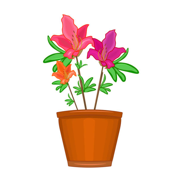 白い背景で隔離された鉢植えの花。ツツジのテラコッタ植木鉢。 - azalea flower pot rhododendron isolated点のイラスト素材／クリップアート素材／マンガ素材／アイコン素材
