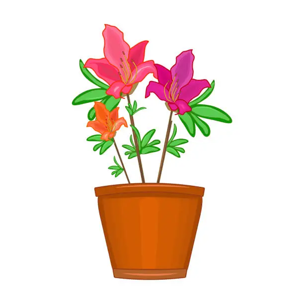 Vector illustration of Flowers in pot isolated on white background. Terracotta flowerpot with azalea.