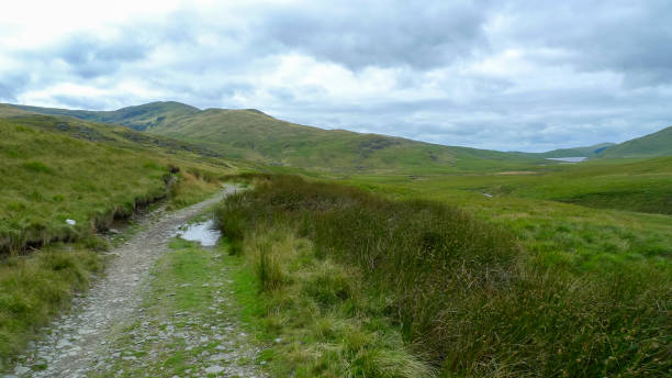 un camino rural serpentea a través de un entorno agrícola galés - welsh culture wales field hedge fotografías e imágenes de stock