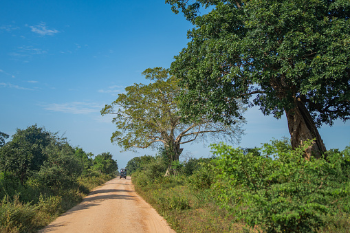 View down dirt road to off road vehicle on safari, Yala National Park