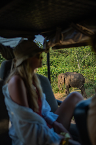 Personal perspective past young woman in 4x4 to elephant in forest, Yala National Park