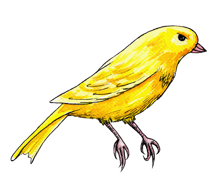 Yellow canary watercolor illustration