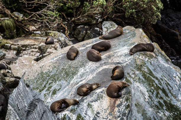 In Milford Sound, otters can be spotted resting on rocks, creating a charming scene amidst the breathtaking natural beauty of the area. These playful creatures often lounge on the rocky outcrops, enjoying the warmth of the sun and occasionally grooming themselves.