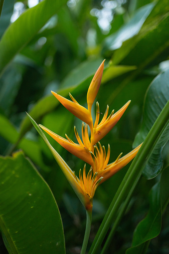 Bird of Paradise blossom and large leaves in rainforest