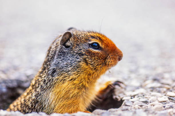 Portrait of a curious little chipmunk foraging for food on a sandy ground outdoors on a sunny day
