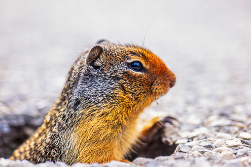 a ground squirrel sits on a rock at sunrise in Bryce Canyon National Park, Utah
