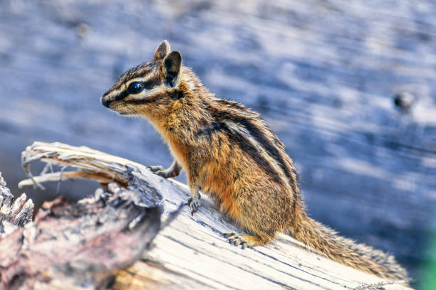 istock Cute Least chipmunk on a wooden log 2095879420