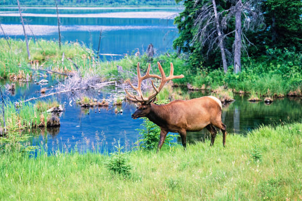 Elk on a meadow by a lake in the wilderness