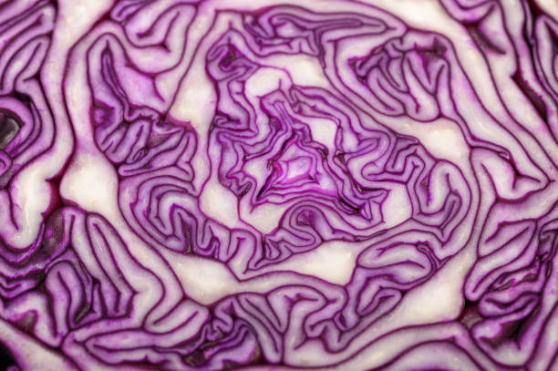 Purple white structure, cross section of red cabbage close up
