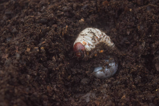 istock grub worms of beetles 2095889900