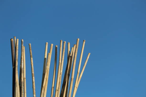 Some brown bamboo stalks with blue sky in the background on a sunny morning