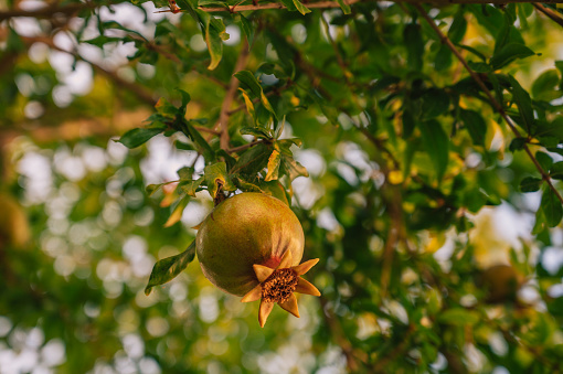 Pomegranate fruits on a pomegranate tree in a garden. Pomegranate production or agriculture concept
