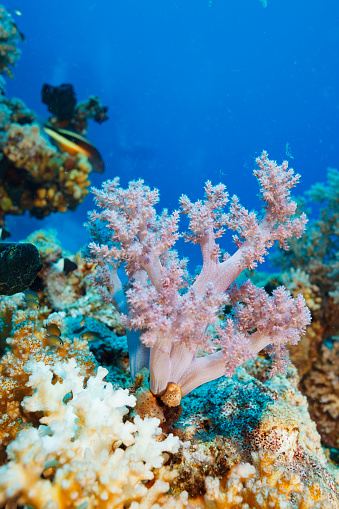 Sea blooming Coral reef  propagated Prickly alcyonarian - Dendronephthya sp.  rose soft coral Scuba diving  Underwater Sea life  
corals propagated