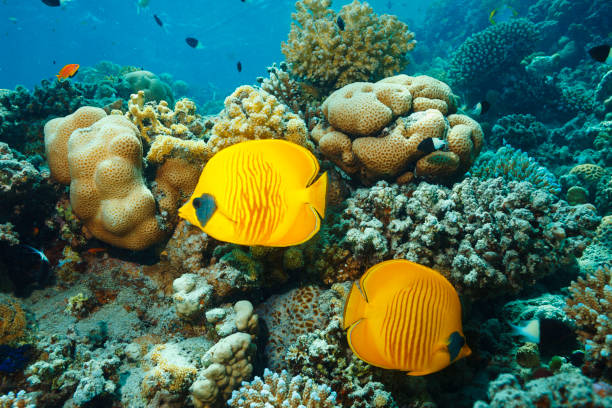 zamaskowana ryba motyl para ryb podwodne życie morskie rafa koralowa podwodne zdjęcie nurek punkt widzenia - chaetodon zdjęcia i obrazy z banku zdjęć