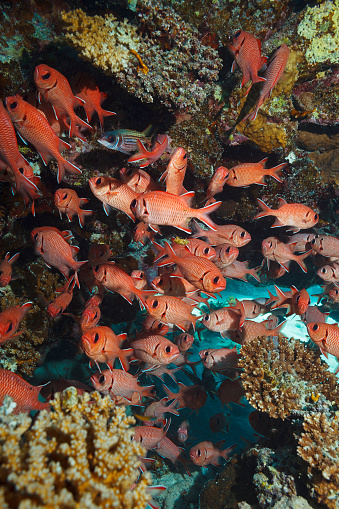 Sea life. Whiteedged soldierfish  school of fish,  Underwater scene with coral and  fish   Scuba diver point of view.