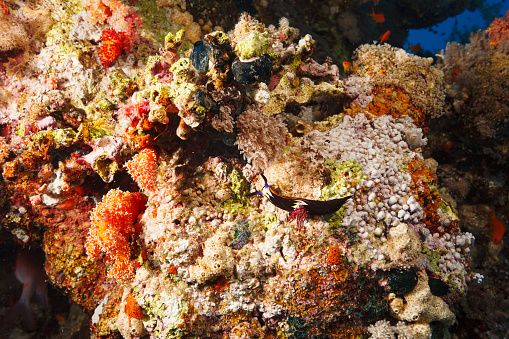 Underwater photo Nudibranch - four color chromodoris  ( Chromodoris quadricolor )  and coral  Red sea  Sea life  Coral garden reef