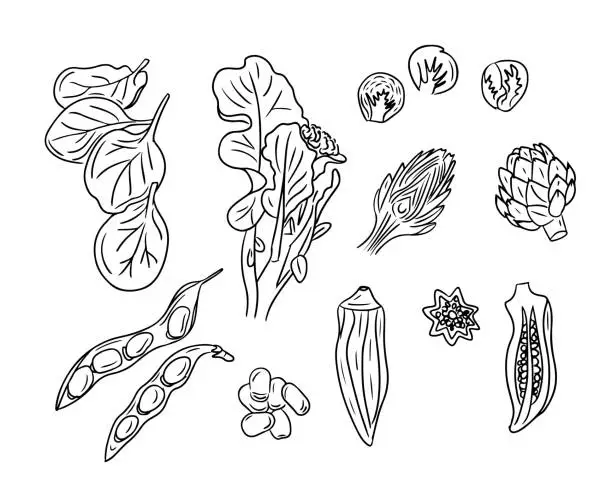 Vector illustration of Sketchy drawings of green vegetables for healthy