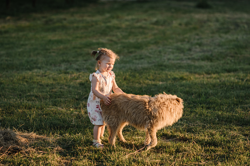 Child play with dog in nature. Kid playing with a dog on green grass in summer time. Little happy girl walking with a dog in field at sunset. Childhood and development. Family day on spring vacation.