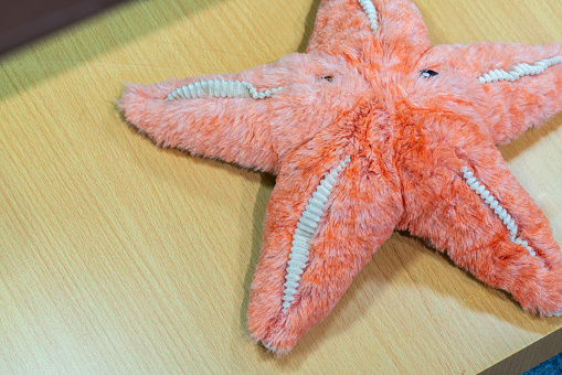 Cuddly starfish