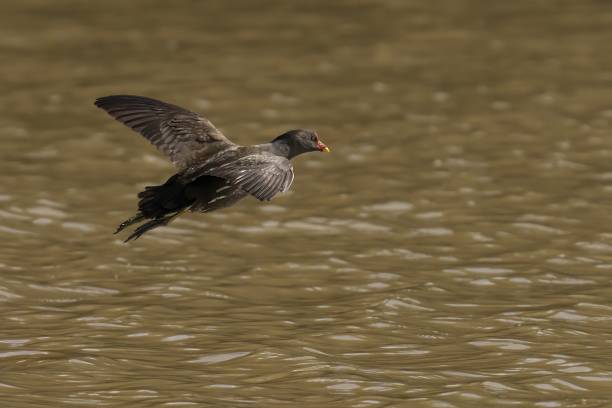 istock Moorhen flying above the water 2095973523