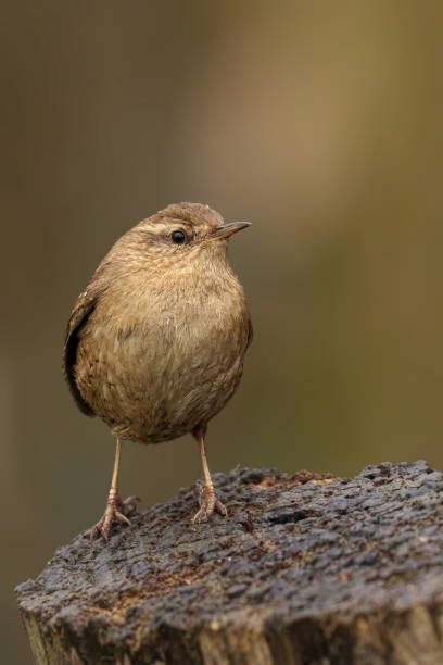 istock Eurasian wren perched on a stump 2095974076