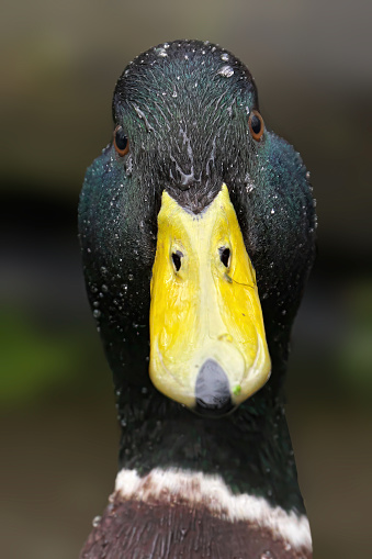 A closeup shot of a male mallard duck's head in rain, gazing ahead