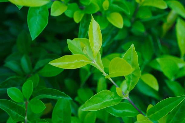 residential privet hedge