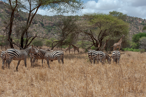 Zebra subspecies of horse in the vast expanses of Africa