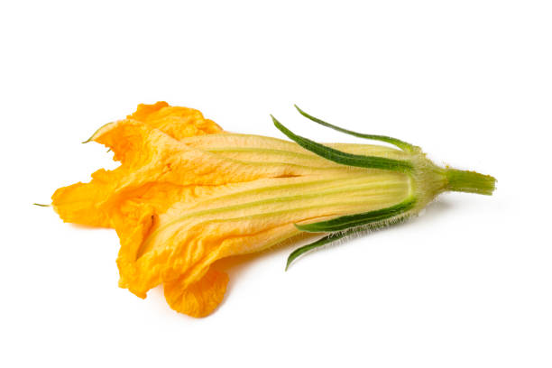 istock Zucchini flower isolated on white background. 2095976179