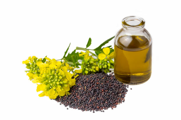 istock Mustard flowers and oil over white background 2095979840