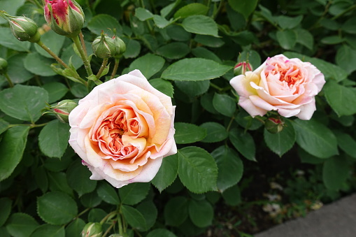 Closed buds and two peach colored flowers of roses in mid May