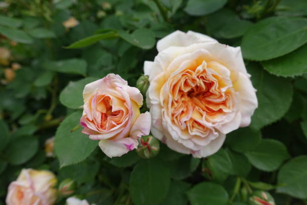 istock Peach colored flowers of two roses in mid May 2095981099