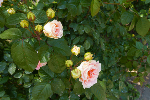 Numerous buds and two pinkish beige flowers of roses in June