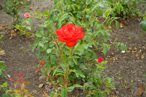 Bush of rose with one bright red flower in mid July