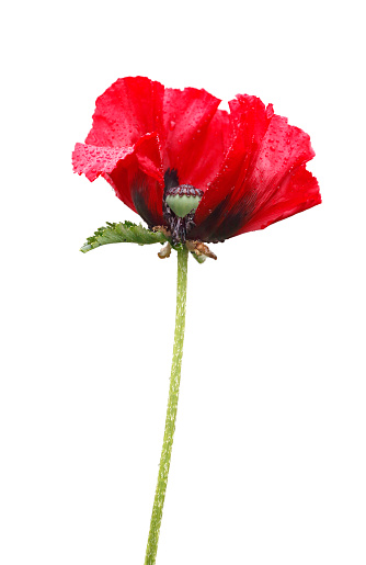 Red poppy flower on white background