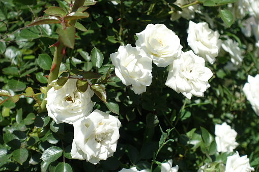 White flowers in the leafage of rose bush in June