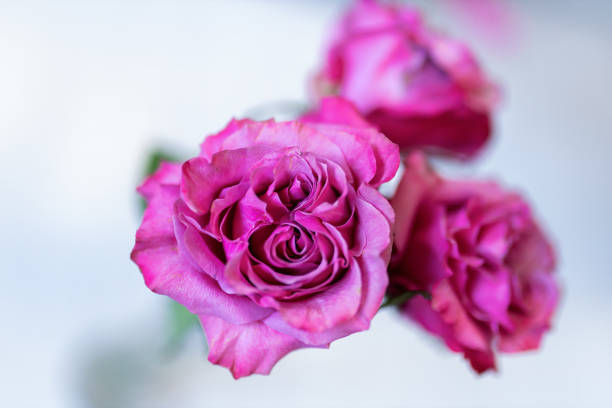 Pink rose in a bunch of flowers