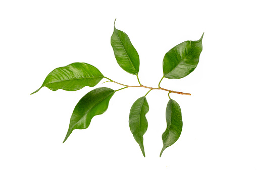 Ficus benjamina is a plant species belonging to the Ficus genus.