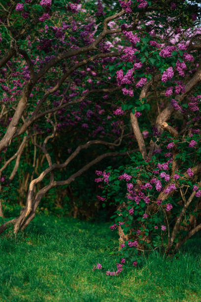 istock Kiev Botanical Garden in spring time with bright lilac trees. Kiev, Ukraine 2096001331