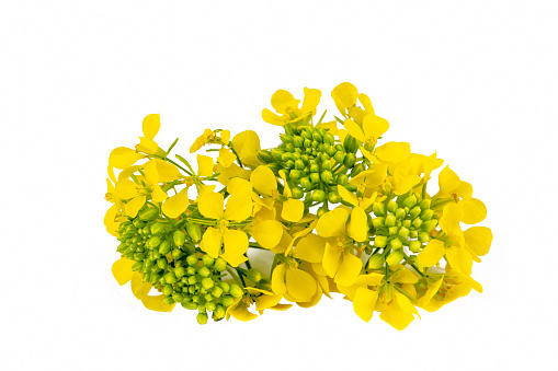 Sinapis arvensis or Mustard Flower blossom on the white background