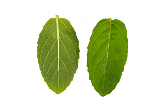 istock Fresh green mint leaf isolated on white, top view 2096006055