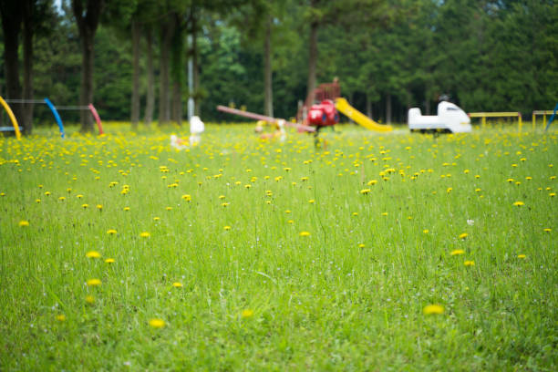 Children's park and yellow dandelion