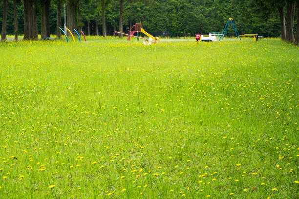 Children's park and yellow dandelion