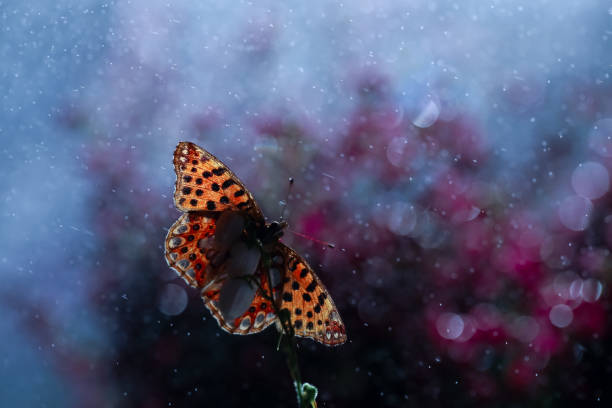 Butterfly on a flower with raindrops on a purple background. Macrophotography