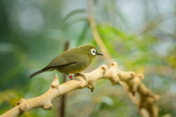 istock A Kilimanjaro White Eye sitting on a branch 2096016022