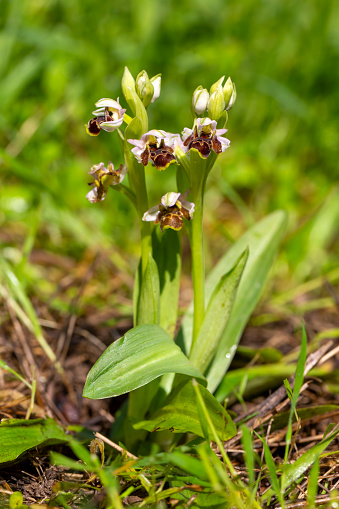 Ophrys umbilicata is a species of orchid belonging to the Salepceae family, known as the potbellied salep.