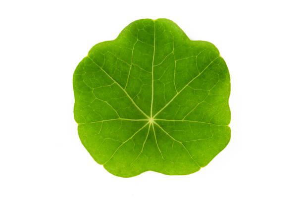 Tropaeolum majus leaf on the white background