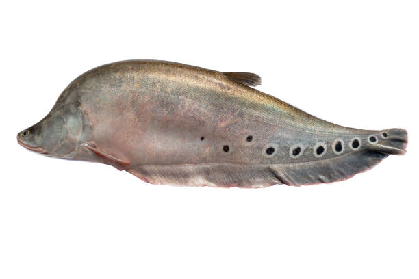 istock fresh water fish, Grouper fish, Clown featherback, Clown knifefish, 2096030709